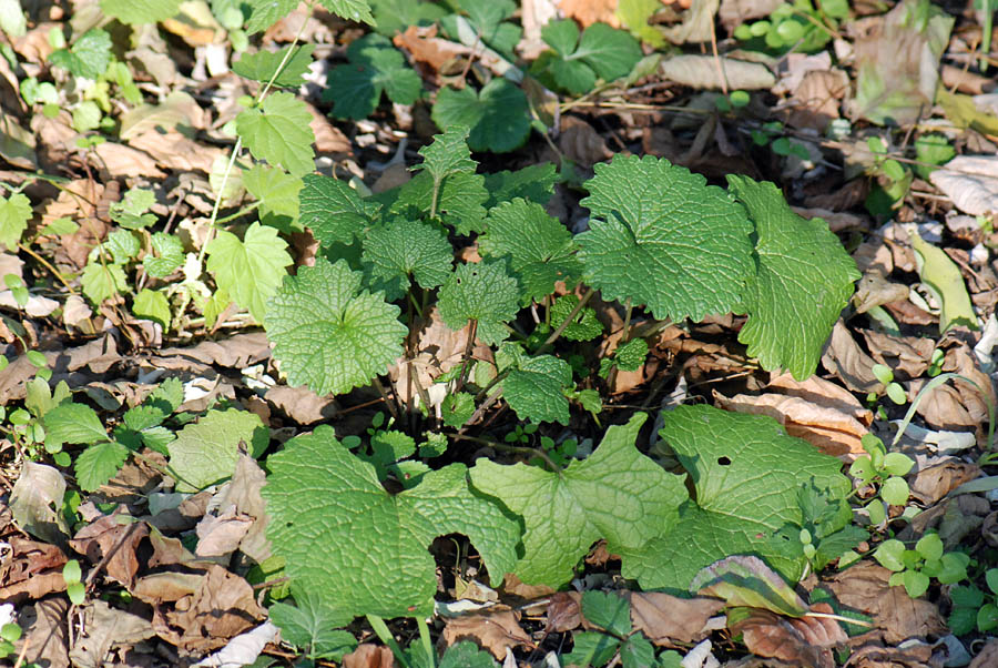 Alliaria petiolata, foglie basali